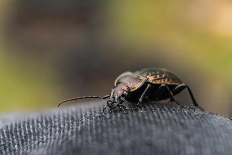 Professional bed bug treatment specialist treating bedroom in Yuma AZ